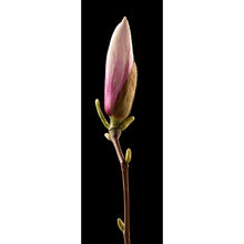 Lade das Bild in den Galerie-Viewer, Aluminiumbild Magnolienblume auf schwarzem Hintergrund Panorama Hoch
