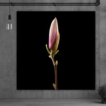 Lade das Bild in den Galerie-Viewer, Aluminiumbild Magnolienblume auf schwarzem Hintergrund Quadrat