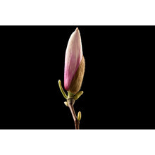 Lade das Bild in den Galerie-Viewer, Spannrahmenbild Magnolienblume auf schwarzem Hintergrund Querformat