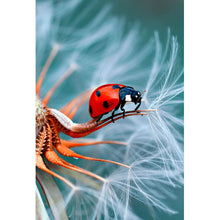 Lade das Bild in den Galerie-Viewer, Poster Marienkäfer auf Pusteblume Hochformat