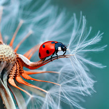 Lade das Bild in den Galerie-Viewer, Spannrahmenbild Marienkäfer auf Pusteblume Quadrat