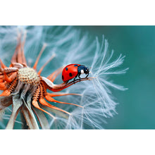 Lade das Bild in den Galerie-Viewer, Leinwandbild Marienkäfer auf Pusteblume Querformat