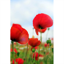 Lade das Bild in den Galerie-Viewer, Acrylglasbild Mohnblumen Feld Hochformat