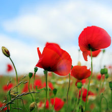 Lade das Bild in den Galerie-Viewer, Acrylglasbild Mohnblumen Feld Quadrat