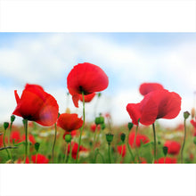 Lade das Bild in den Galerie-Viewer, Spannrahmenbild Mohnblumen Feld Querformat