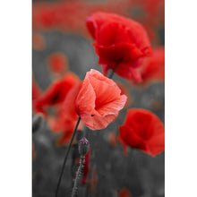 Lade das Bild in den Galerie-Viewer, Poster Mohnblumen im Wind Hochformat