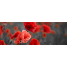 Lade das Bild in den Galerie-Viewer, Poster Mohnblumen im Wind Panorama