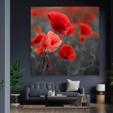 Lade das Bild in den Galerie-Viewer, Leinwandbild Mohnblumen Quadrat
