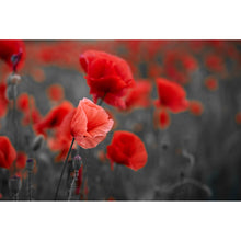 Lade das Bild in den Galerie-Viewer, Leinwandbild Mohnblumen Querformat