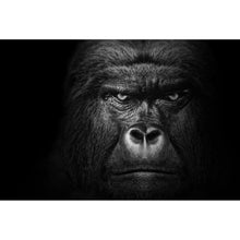 Lade das Bild in den Galerie-Viewer, Aluminiumbild gebürstet Nahaufnahme Gorilla auf schwarzem Hintergrund Querformat