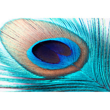 Lade das Bild in den Galerie-Viewer, Aluminiumbild Pfauenfeder Türkis Querformat