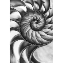 Lade das Bild in den Galerie-Viewer, Poster Nahaufnahme Schneckenhaus Schwarz Weiß Hochformat