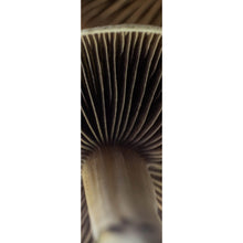 Lade das Bild in den Galerie-Viewer, Aluminiumbild Nahaufnahme Zauberpilz Panorama Hoch