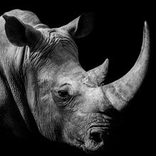 Lade das Bild in den Galerie-Viewer, Leinwandbild Nashorn auf schwarzem Hintergrund Quadrat