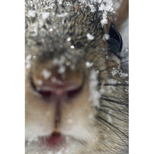 Lade das Bild in den Galerie-Viewer, Poster Neugieriges Eichhörnchen im Schnee Hochformat