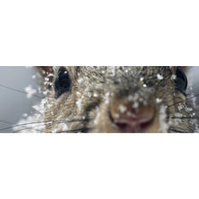 Lade das Bild in den Galerie-Viewer, Poster Neugieriges Eichhörnchen im Schnee Panorama