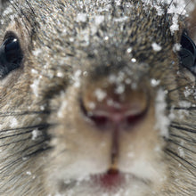 Lade das Bild in den Galerie-Viewer, Poster Neugieriges Eichhörnchen im Schnee Quadrat