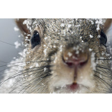 Lade das Bild in den Galerie-Viewer, Poster Neugieriges Eichhörnchen im Schnee Querformat