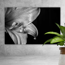 Lade das Bild in den Galerie-Viewer, Aluminiumbild Osterlilie Schwarz Weiß Querformat