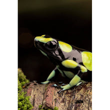 Lade das Bild in den Galerie-Viewer, Leinwandbild Pfeilgift Frosch Hochformat