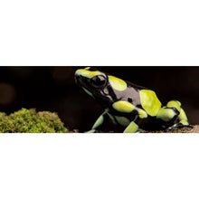 Lade das Bild in den Galerie-Viewer, Leinwandbild Pfeilgift Frosch Panorama