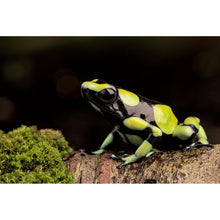 Lade das Bild in den Galerie-Viewer, Poster Pfeilgift Frosch Querformat