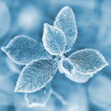 Lade das Bild in den Galerie-Viewer, Leinwandbild Pflanze bei Frost Quadrat