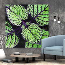 Lade das Bild in den Galerie-Viewer, Acrylglasbild Pflanze mit grünen und lilanen Blättern Quadrat
