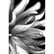 Lade das Bild in den Galerie-Viewer, Poster Pflanze mit Wassertropfen Hochformat