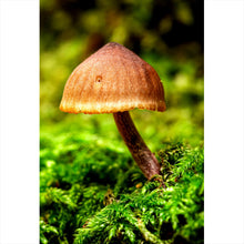 Lade das Bild in den Galerie-Viewer, Poster Pilz im Grünen Hochformat