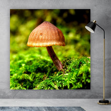 Lade das Bild in den Galerie-Viewer, Poster Pilz im Grünen Quadrat
