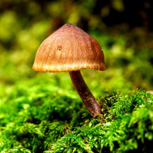 Lade das Bild in den Galerie-Viewer, Poster Pilz im Grünen Quadrat