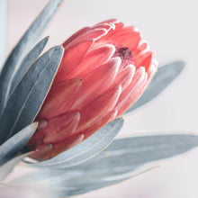 Lade das Bild in den Galerie-Viewer, Spannrahmenbild Pinke Knospe Quadrat