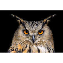 Lade das Bild in den Galerie-Viewer, Spannrahmenbild Uhu Portrait auf Schwarz Querformat