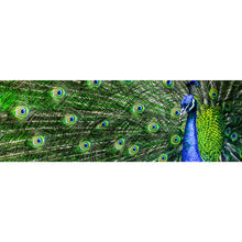 Lade das Bild in den Galerie-Viewer, Acrylglasbild Prächtiger Pfau Panorama