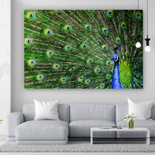Lade das Bild in den Galerie-Viewer, Spannrahmenbild Prächtiger Pfau Querformat