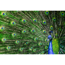 Lade das Bild in den Galerie-Viewer, Leinwandbild Prächtiger Pfau Querformat