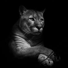 Lade das Bild in den Galerie-Viewer, Leinwandbild Puma auf Schwarz Quadrat