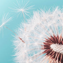 Lade das Bild in den Galerie-Viewer, Leinwandbild Pusteblume auf Türkis Quadrat