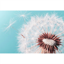 Lade das Bild in den Galerie-Viewer, Aluminiumbild Pusteblume auf Türkis Querformat