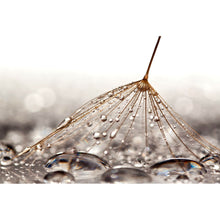 Lade das Bild in den Galerie-Viewer, Aluminiumbild Pusteblume bei Regen Querformat