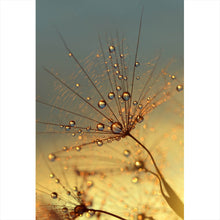 Lade das Bild in den Galerie-Viewer, Poster Pusteblume bei Sonnenuntergang Hochformat
