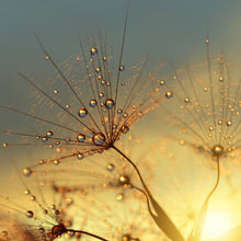 Lade das Bild in den Galerie-Viewer, Spannrahmenbild Pusteblume bei Sonnenuntergang Quadrat