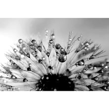 Lade das Bild in den Galerie-Viewer, Aluminiumbild gebürstet Pusteblume im Morgentau Querformat
