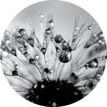 Lade das Bild in den Galerie-Viewer, Aluminiumbild Pusteblume im Morgentau Kreis