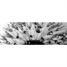 Lade das Bild in den Galerie-Viewer, Poster Pusteblume im Morgentau Panorama