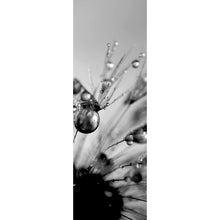Lade das Bild in den Galerie-Viewer, Aluminiumbild Pusteblume im Morgentau Panorama Hoch