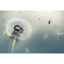 Lade das Bild in den Galerie-Viewer, Poster Pusteblume im Schatten Querformat