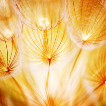 Lade das Bild in den Galerie-Viewer, Spannrahmenbild Pusteblume im Sonnenlicht Quadrat