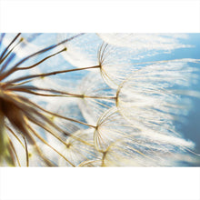 Lade das Bild in den Galerie-Viewer, Poster Pusteblume bei Sonnenlicht Querformat
